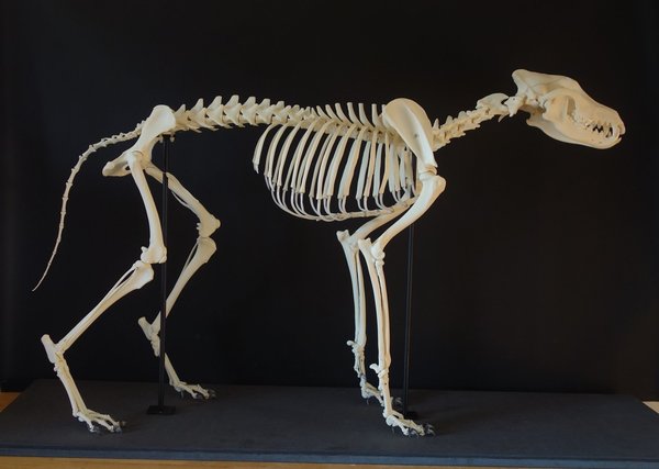 Wolf Skelett