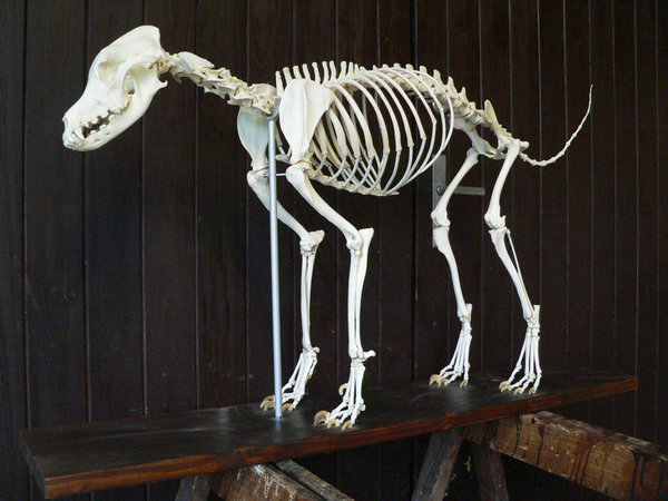 Labrador Skelett