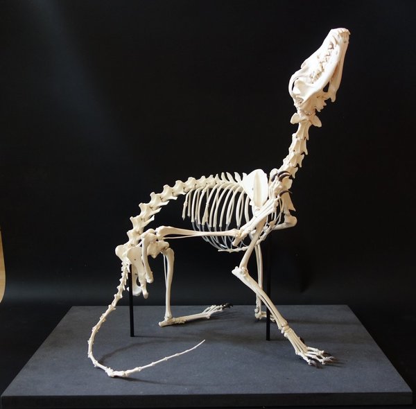 Rotfuchs Skelett