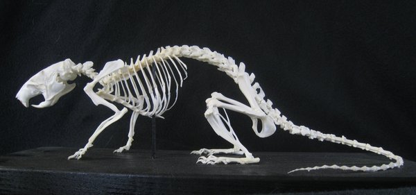 Wanderratte Skelett