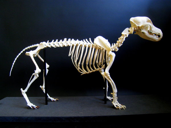 Jack Russell Terrier Skelett