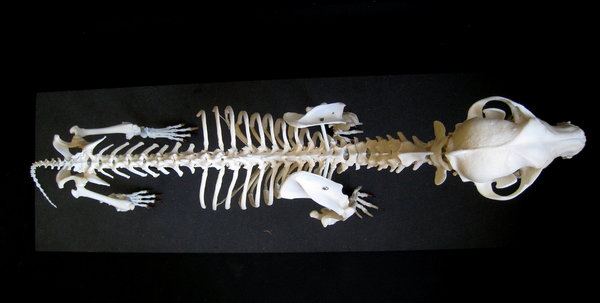 Jack Russell Terrier Skelett