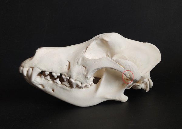 Pyrenäenberghund Schädel