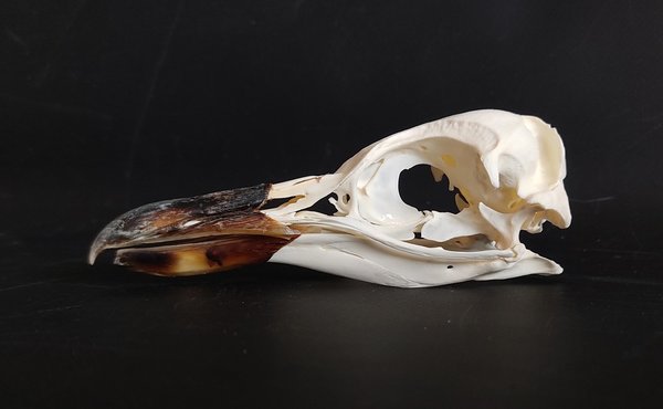 Magellan Pinguin Schädel