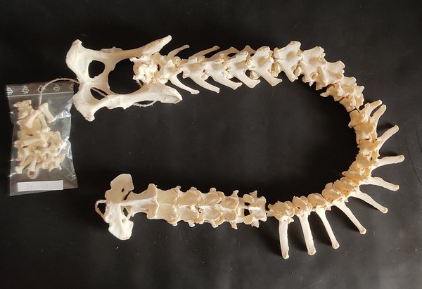 Hund Wirbelsäule mit Becken 90 cm Spondylose, mit Schwanzwirbeln