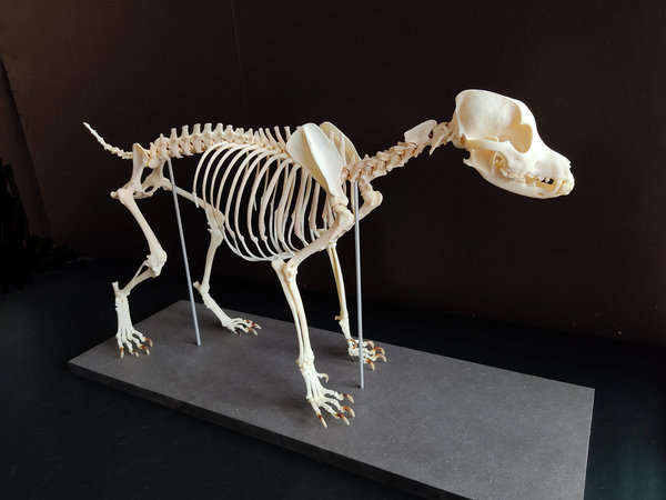 Hund Skelett Mischlingshund